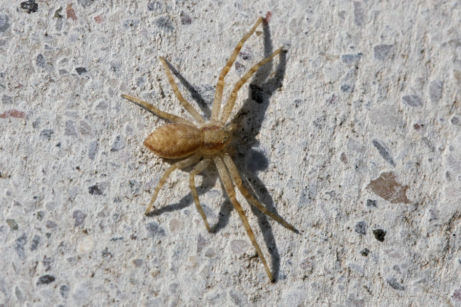 Philodromus sp.