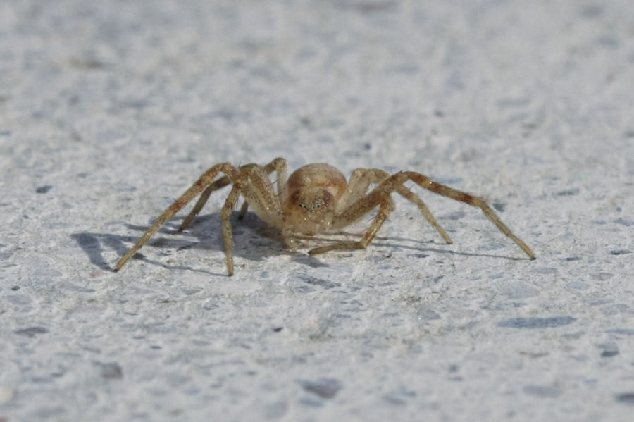 Philodromus sp.