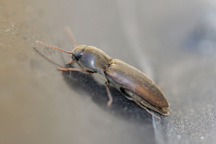 Elateridae