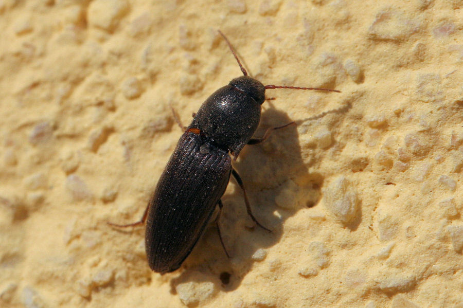 Elateridae