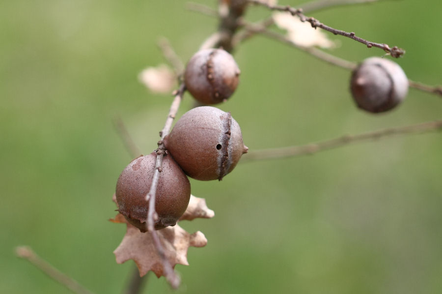 Galla di Andricus quercustozae