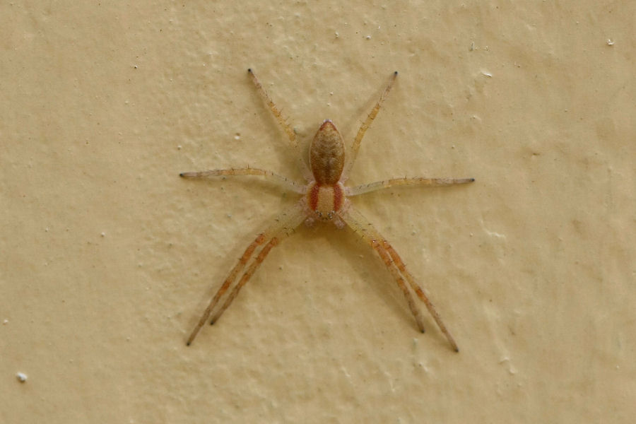 Philodromus sp.