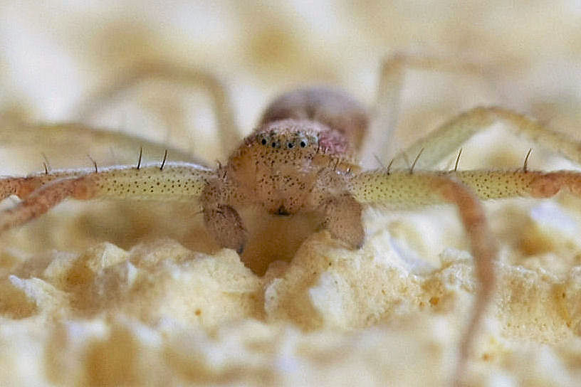 Philodromus sp.