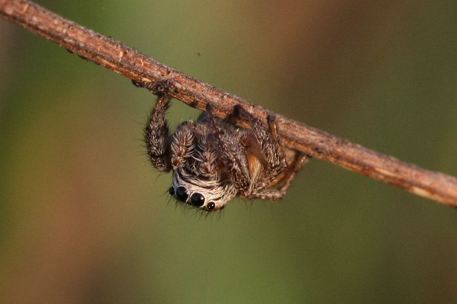 Evarcha arcuata