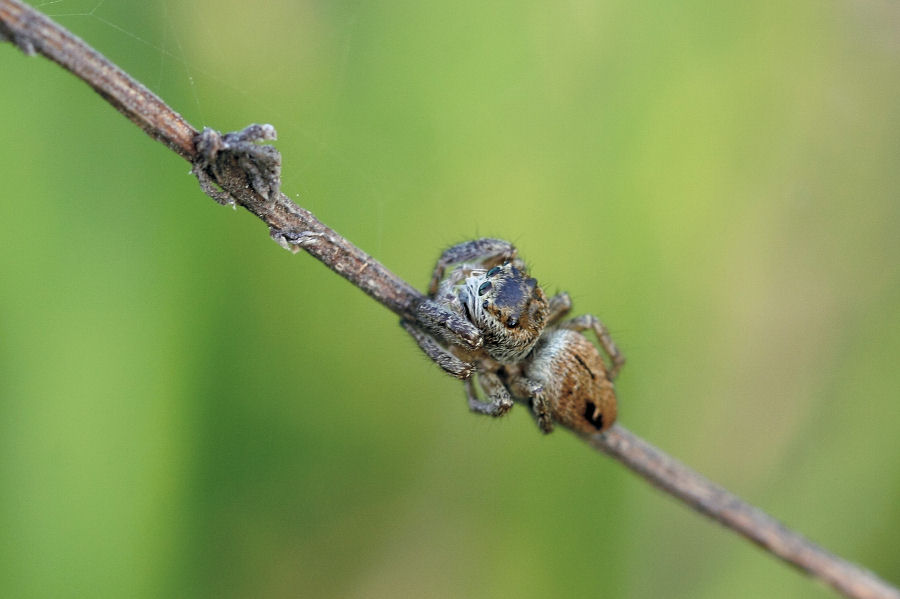 Evarcha arcuata