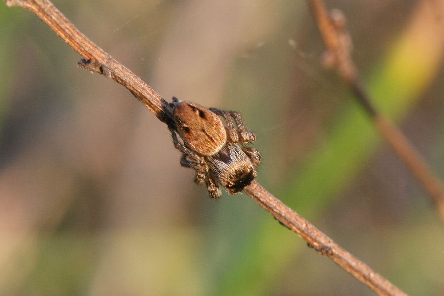 Evarcha arcuata