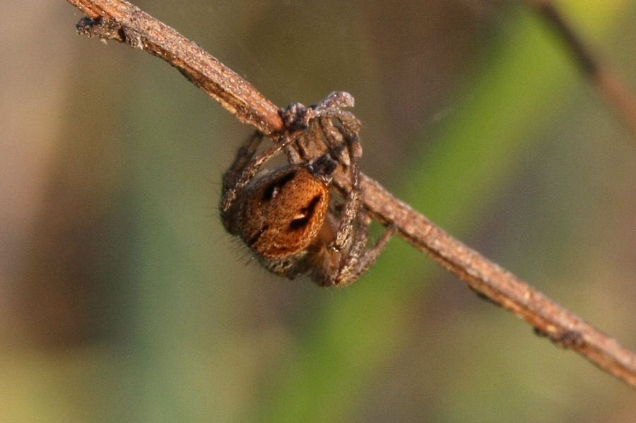 Evarcha arcuata