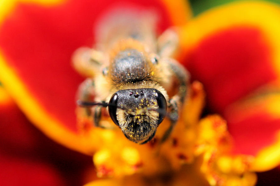 Apidae Colletinae? No. Femmina di Andrena sp.