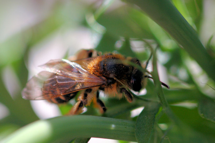 Apidae Colletinae? No. Femmina di Andrena sp.