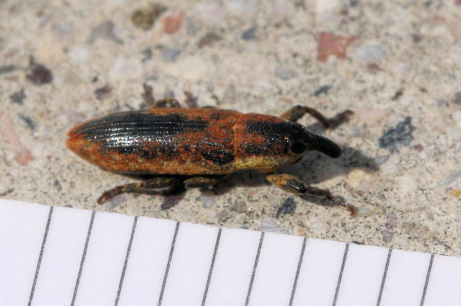 Lixus scabricollis