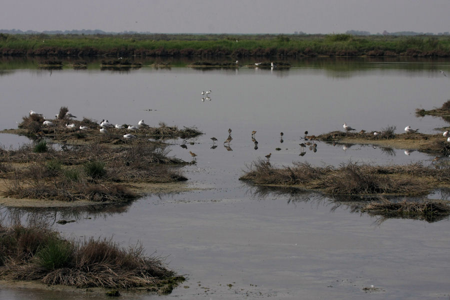 saline di comacchio - alcune domande