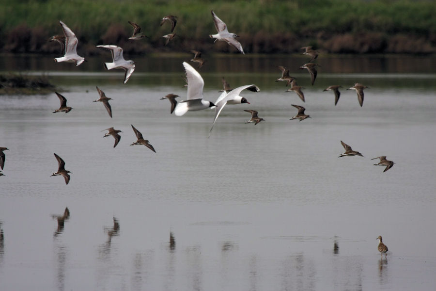 saline di comacchio - alcune domande