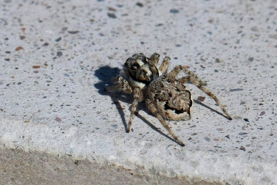 Menemerus semilimbatus; Philaeus chrysops