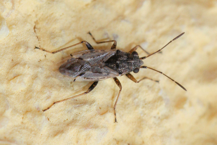 Lygaeidae: Nysius sp. dell''Emilia (BO)