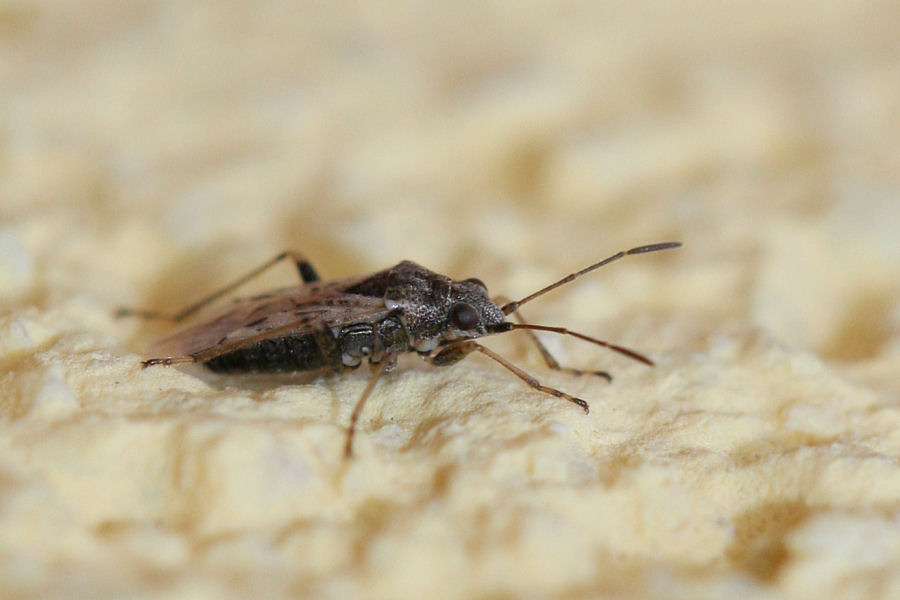 Lygaeidae: Nysius sp. dell''Emilia (BO)