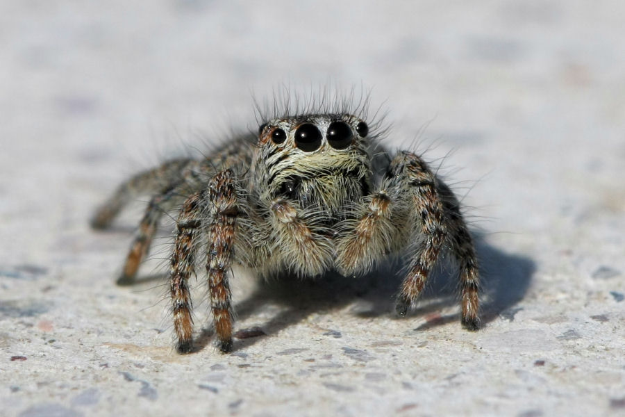 Menemerus semilimbatus; Philaeus chrysops