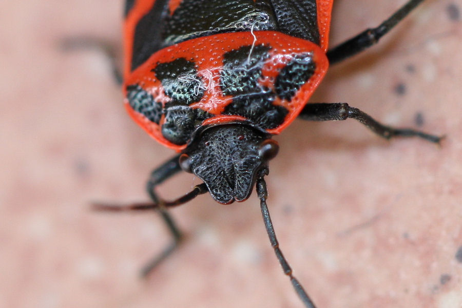 Pentatomidae: Eurydema ventralis dell''Emilia (BO)