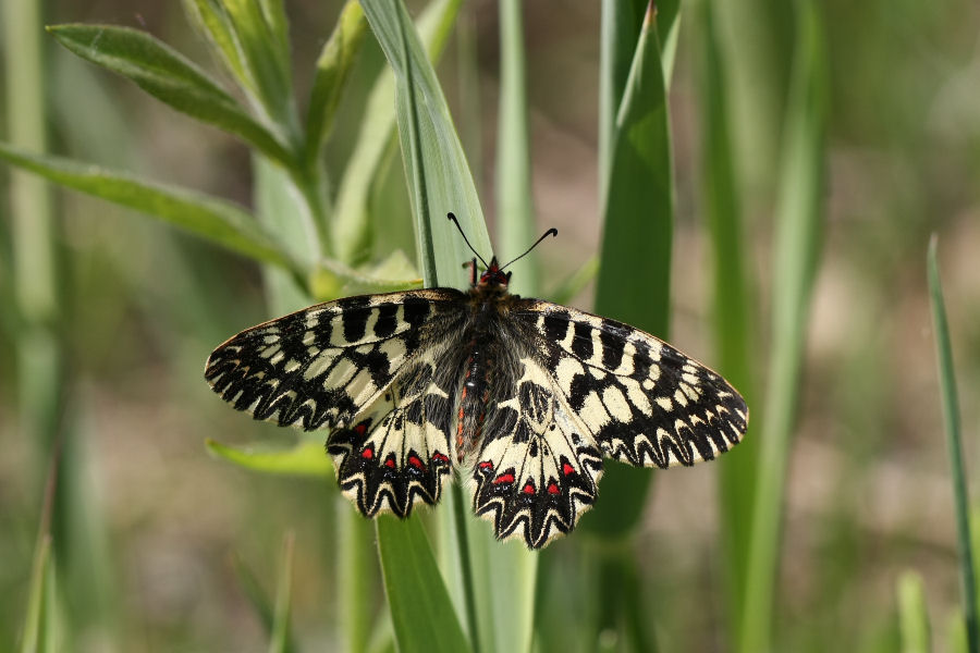 La mia prima Zerinthia polyxena