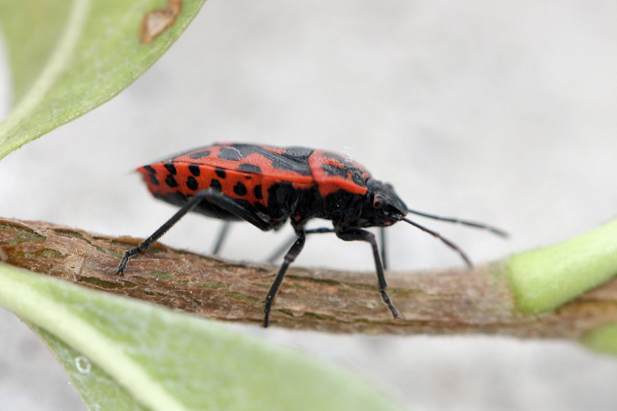 Pentatomidae: Eurydema ventralis dell''Emilia (BO)