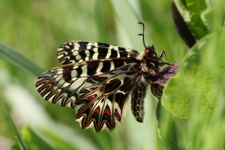 La mia prima Zerinthia polyxena