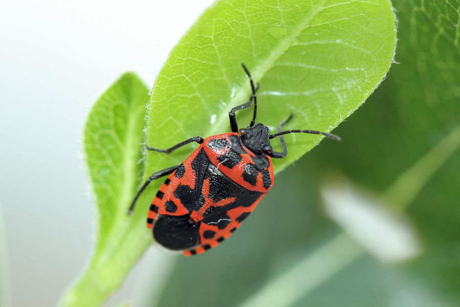 Pentatomidae: Eurydema ventralis dell''Emilia (BO)