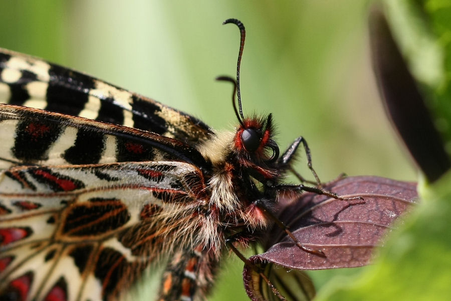 La mia prima Zerinthia polyxena