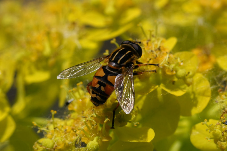 3 Syrphidi da identificare