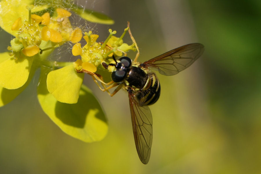 3 Syrphidi da identificare