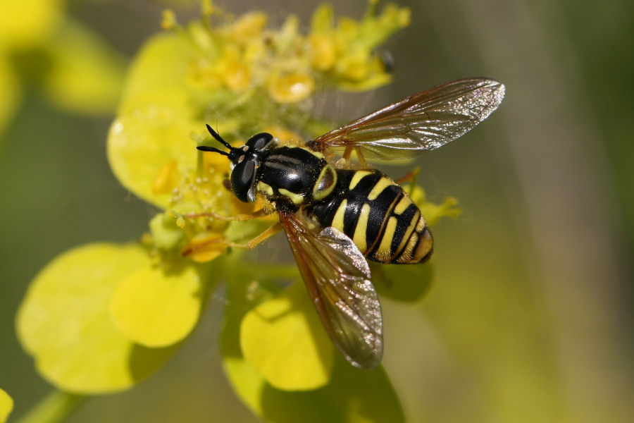 3 Syrphidi da identificare