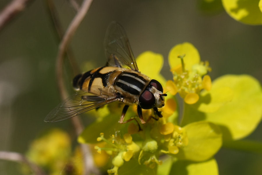 3 Syrphidi da identificare