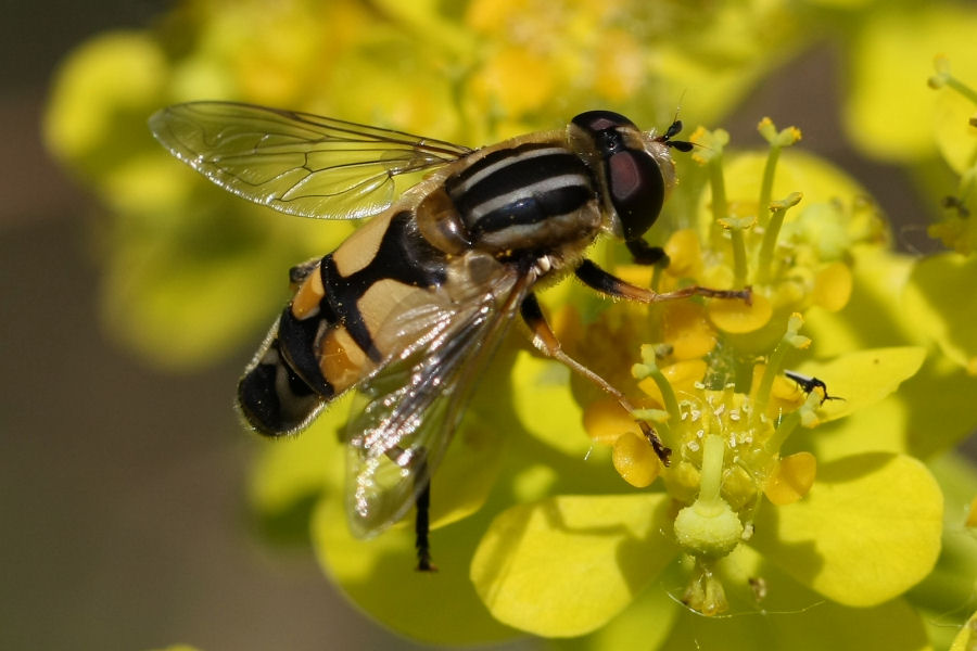 3 Syrphidi da identificare