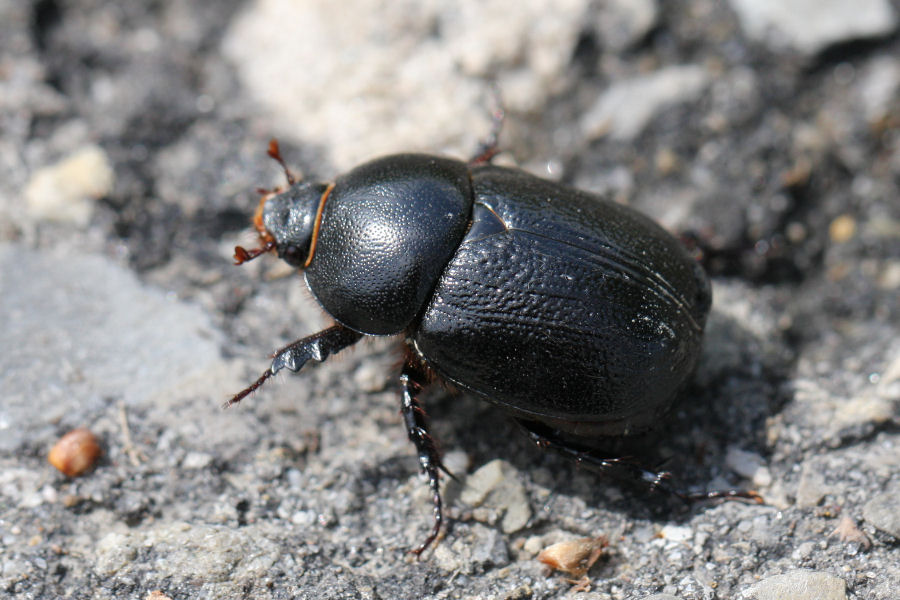 Pentodon bidens punctatus in fase di decollo