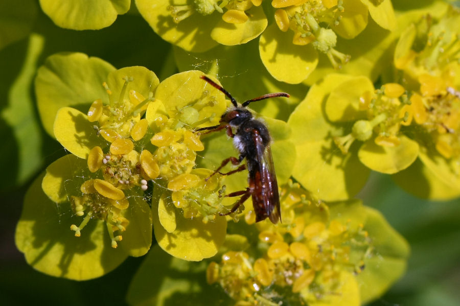 maschio di Nomada