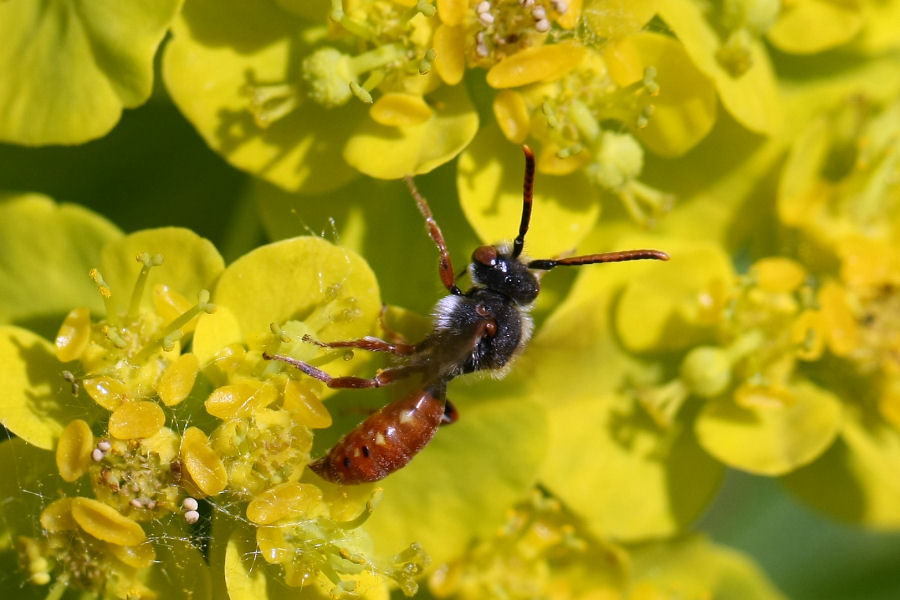 maschio di Nomada