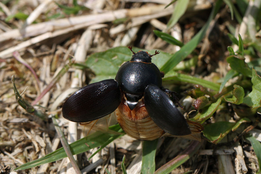 Pentodon bidens punctatus in fase di decollo