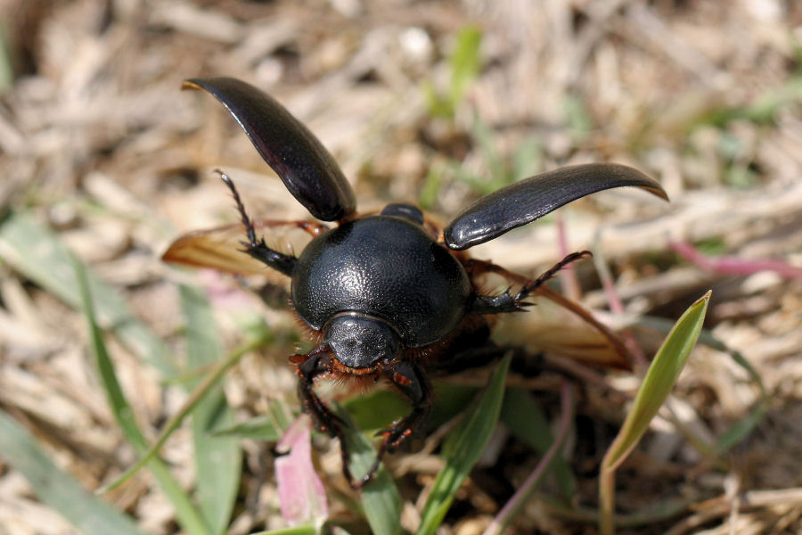 Pentodon bidens punctatus in fase di decollo