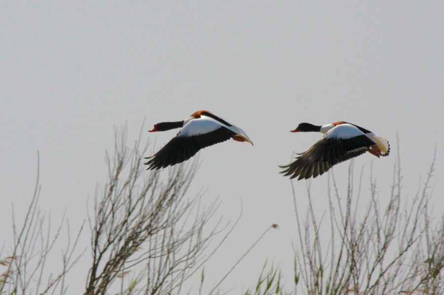 Escursione nel delta del Po