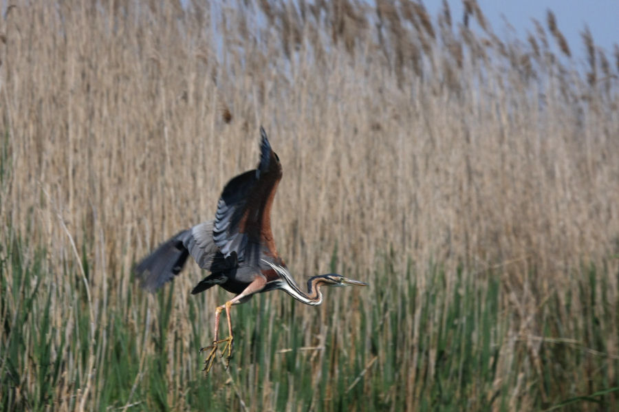 Escursione nel delta del Po