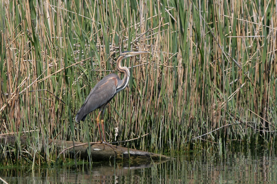 Escursione nel delta del Po