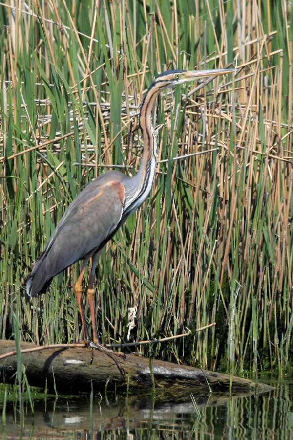 Escursione nel delta del Po