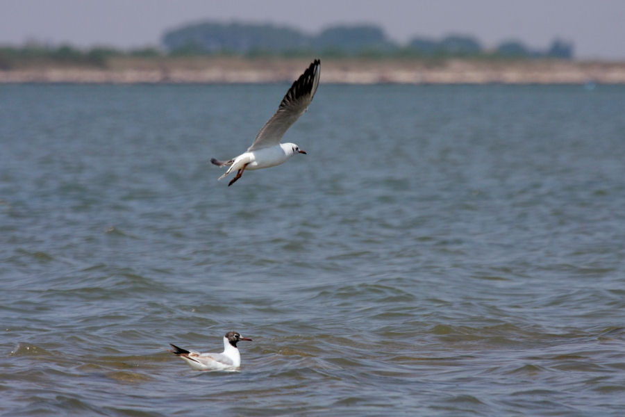 Escursione nel delta del Po