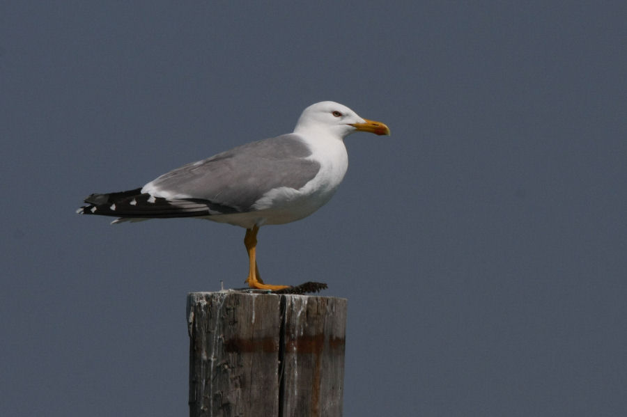 Escursione nel delta del Po