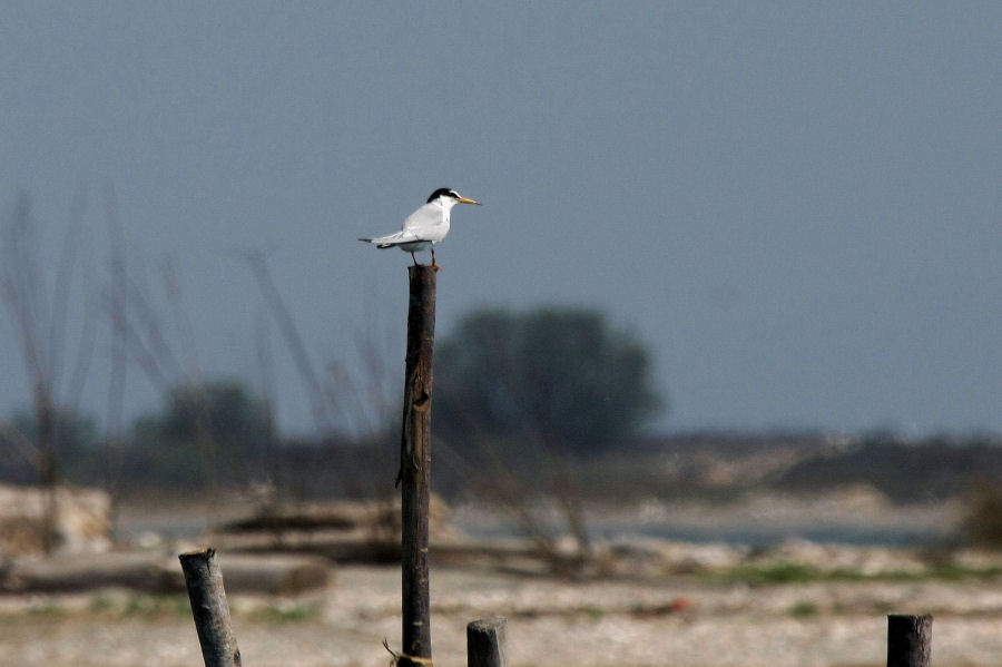 Escursione nel delta del Po