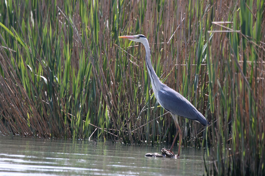 Escursione nel delta del Po