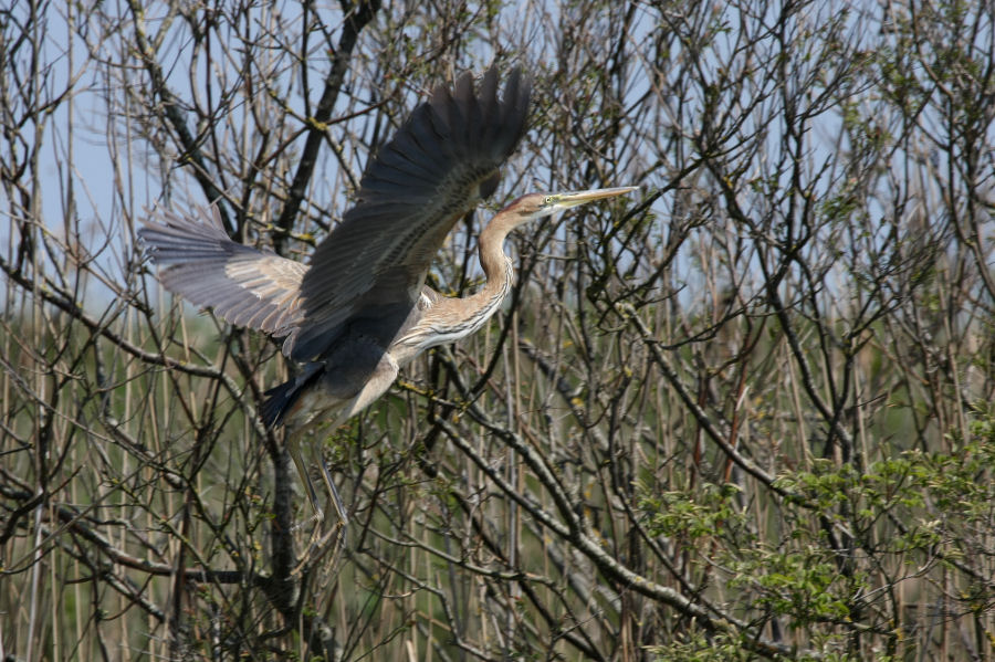 Escursione nel delta del Po