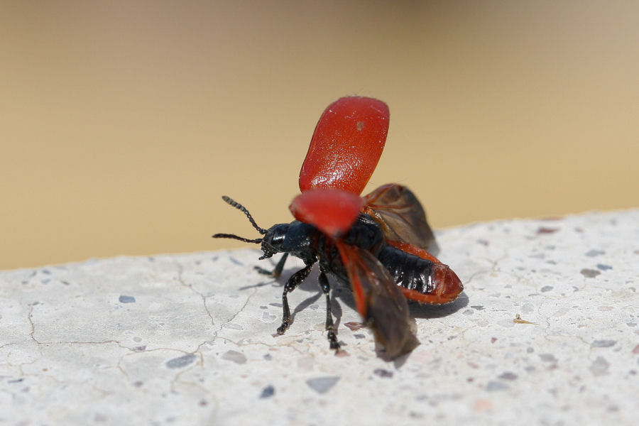 Chrysomela populi: decollo