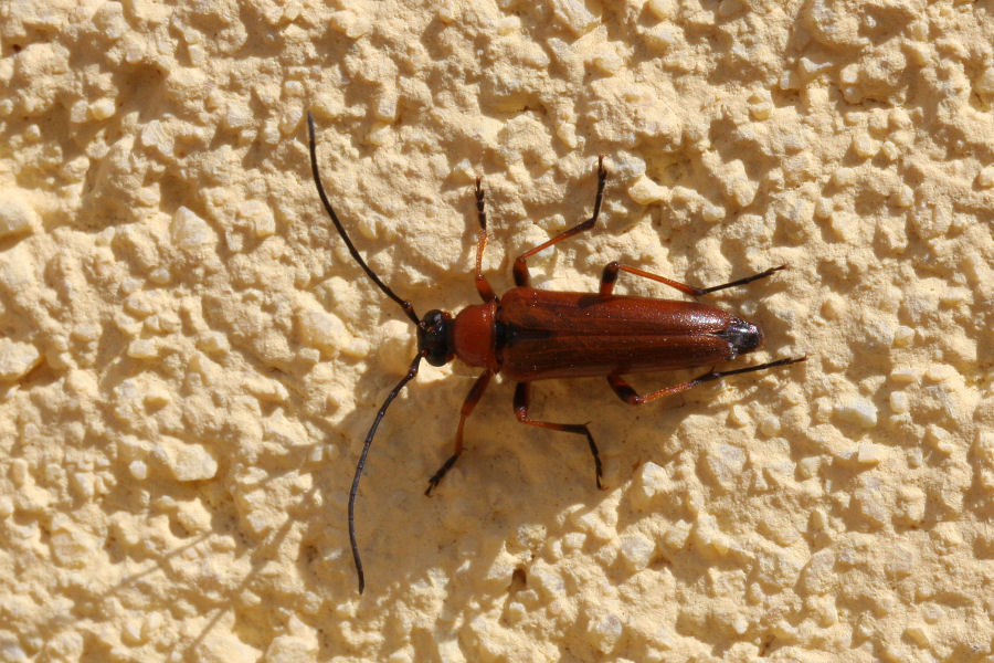 Cerambycidae in terrazza 2