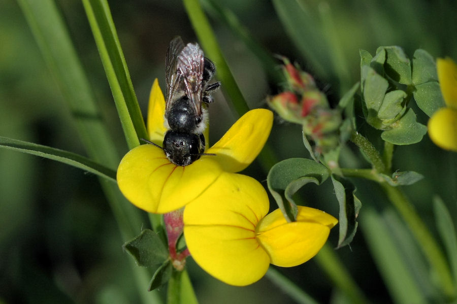 Osmia sp.