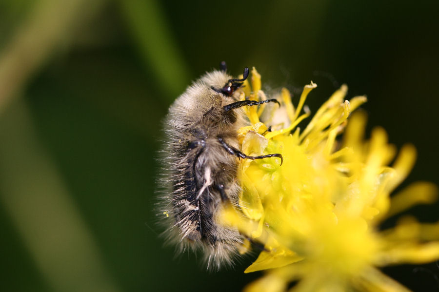 Tropinota sp.