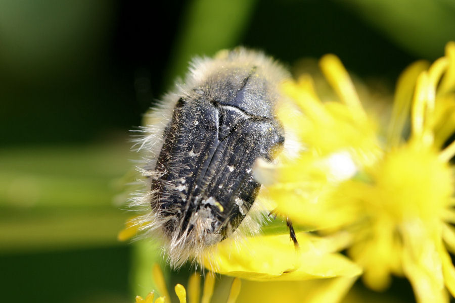 Tropinota sp.